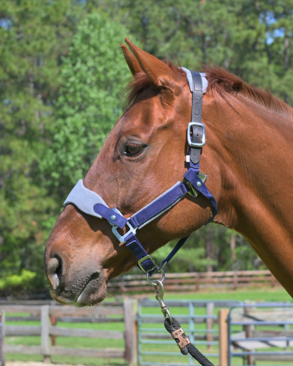 Magna Halter ™ in Blue with Fleece Nose and Fleece Crownpiece Leather Breakaway