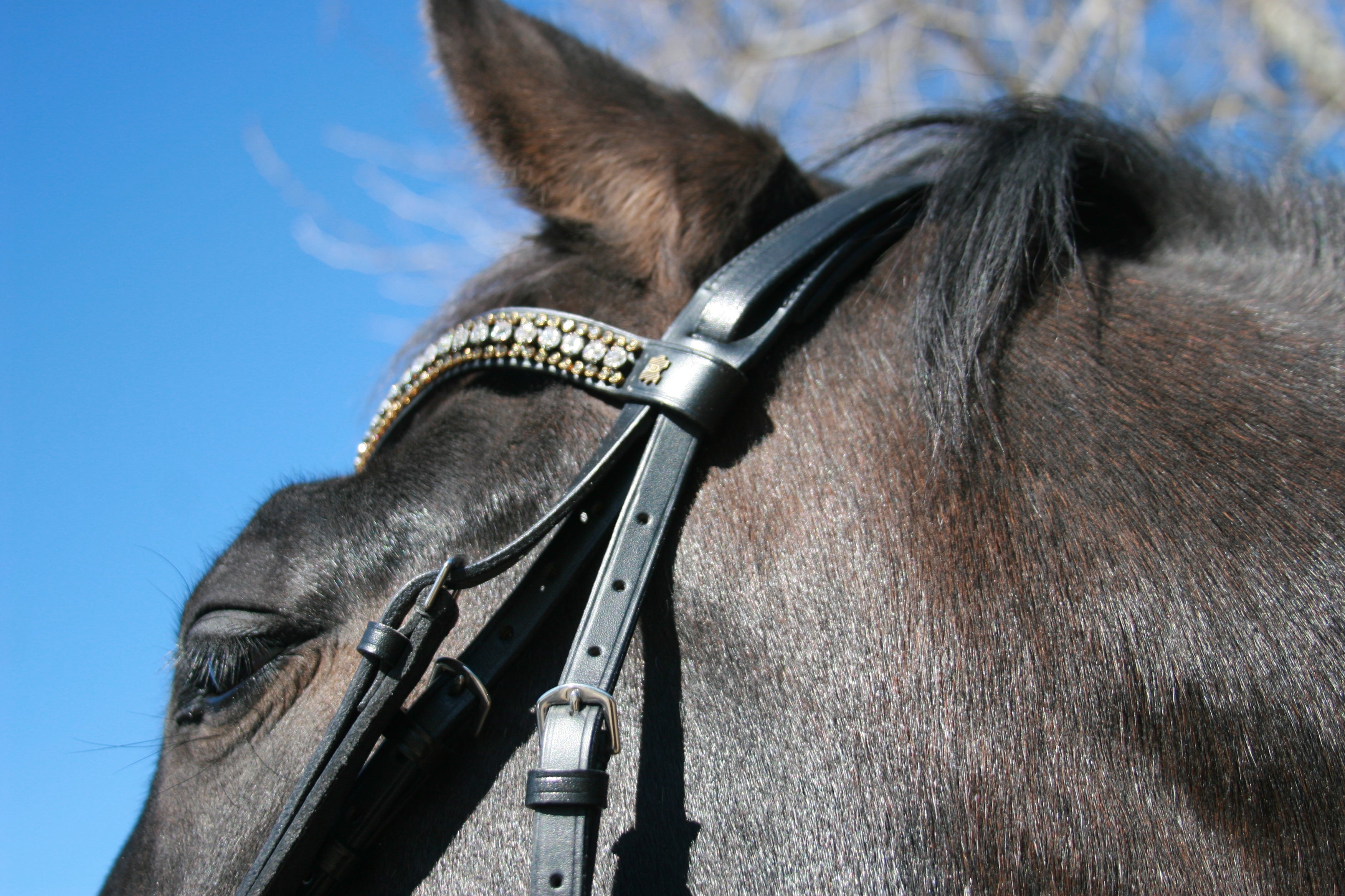 Doebert Classic Plain Snaffle Full Bridle