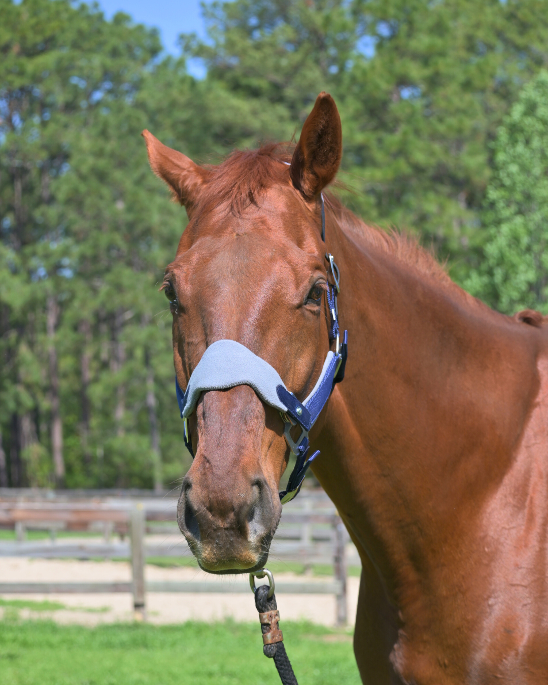 Magna Halter ™ in Blue with Fleece Nose and Fleece Crownpiece Leather Breakaway