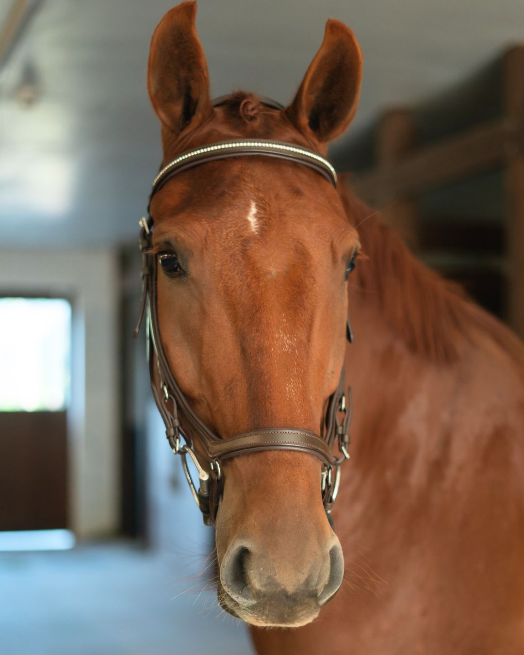 Anatomic Bridle with Crystal Browband