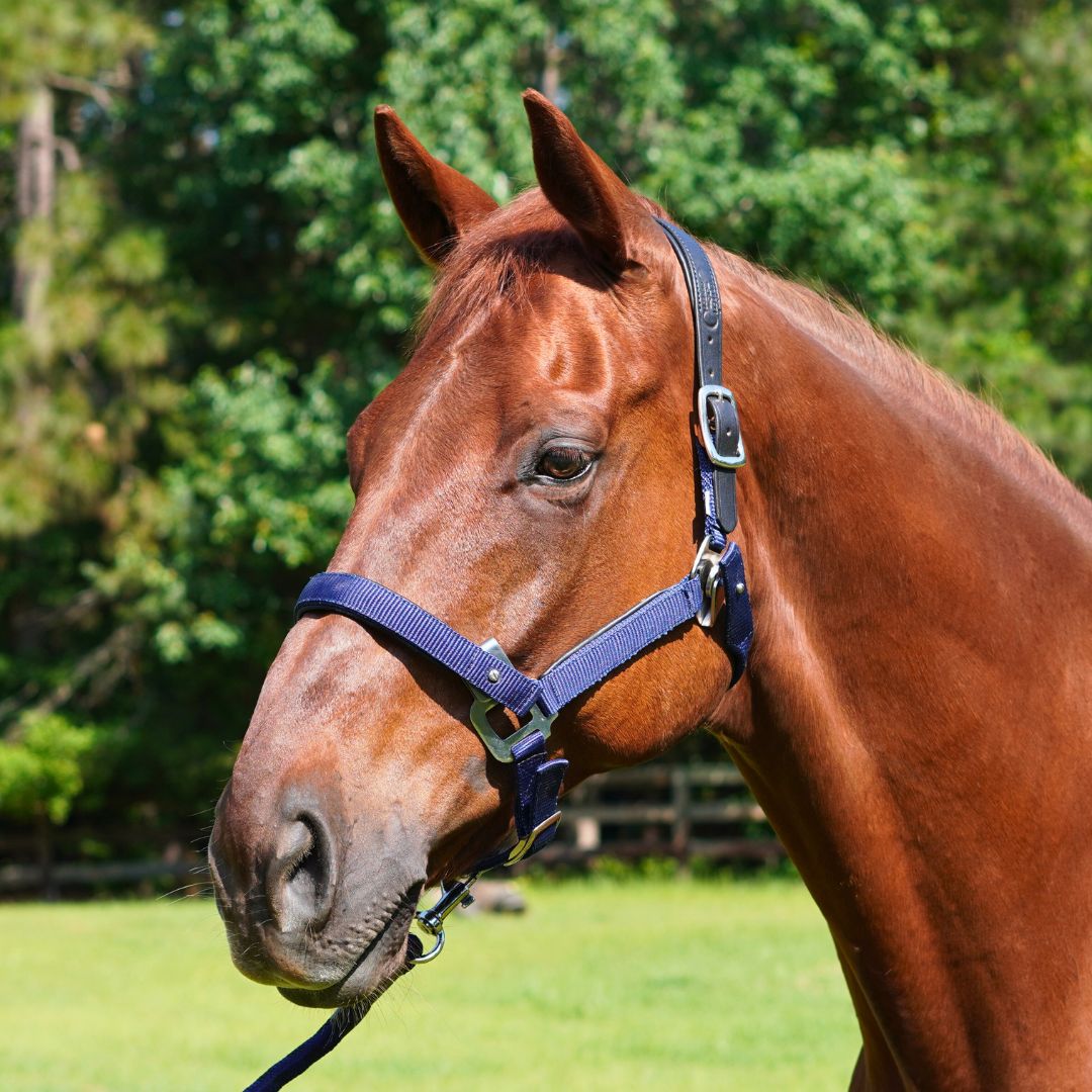 Magna Halter ™ in Blue with Leather Breakaway
