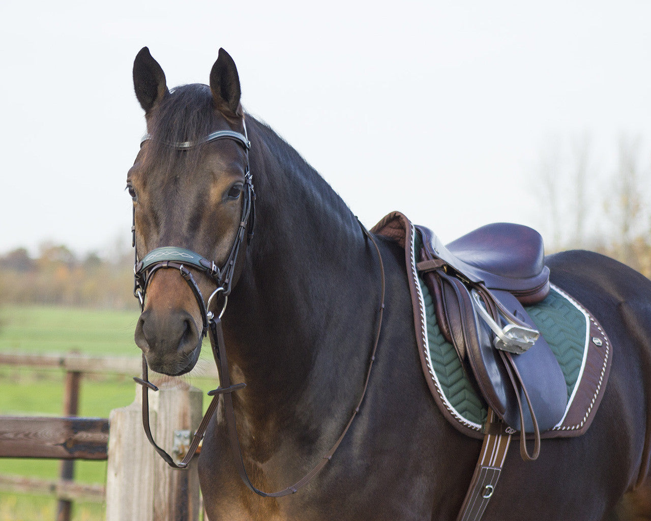 QHP All-Purpose Pony Shiva Saddle Pad