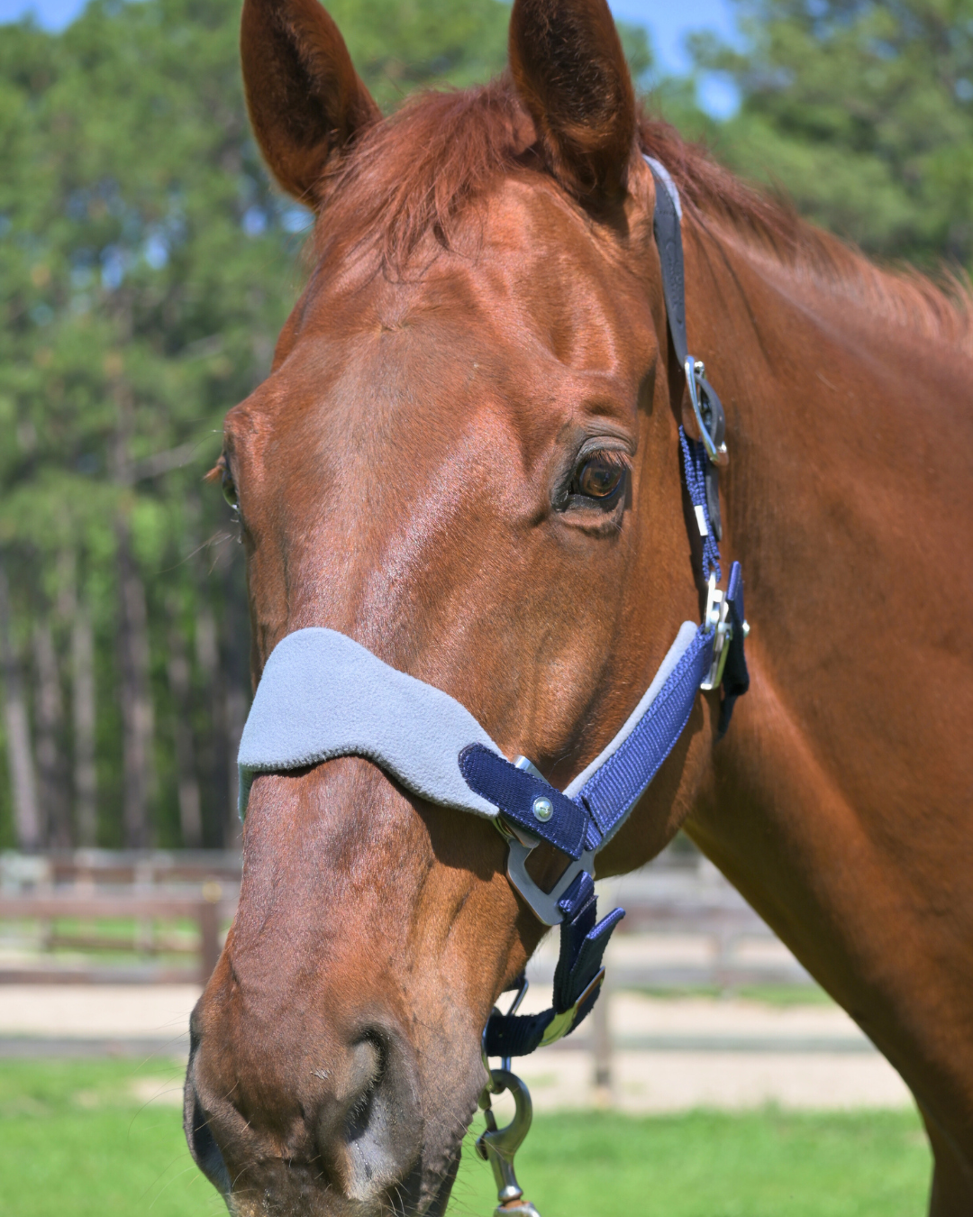 Magna Halter ™ in Blue with Fleece Nose and Fleece Crownpiece Leather Breakaway