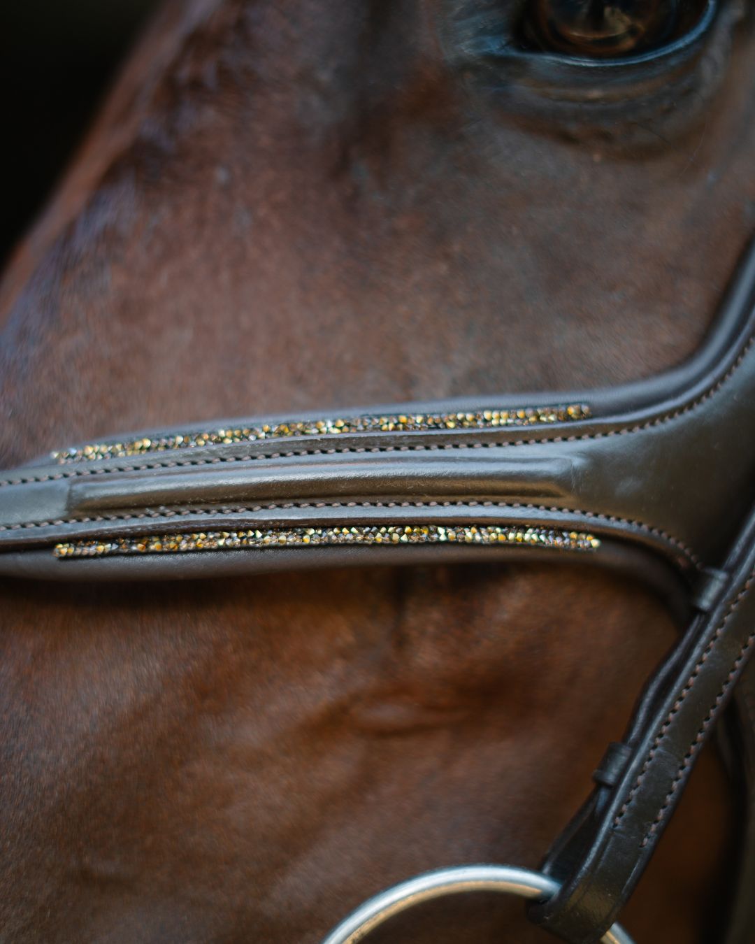Gold Accented Figure 8 Bridle with Gold Browband