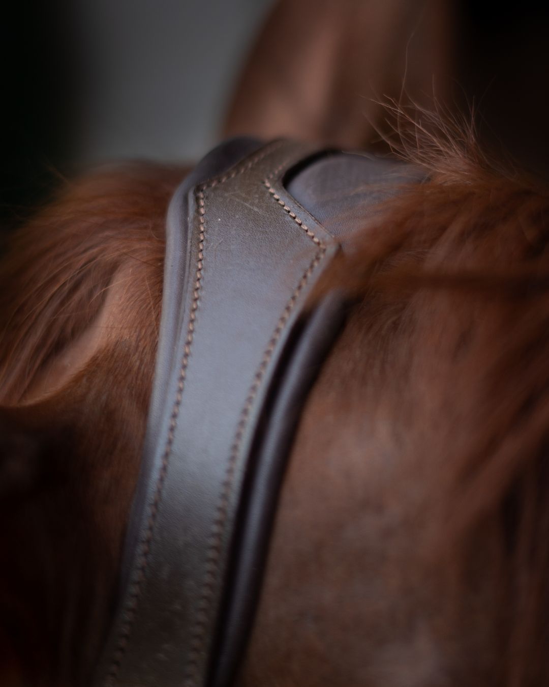 Gold Accented Figure 8 Bridle with Gold Browband