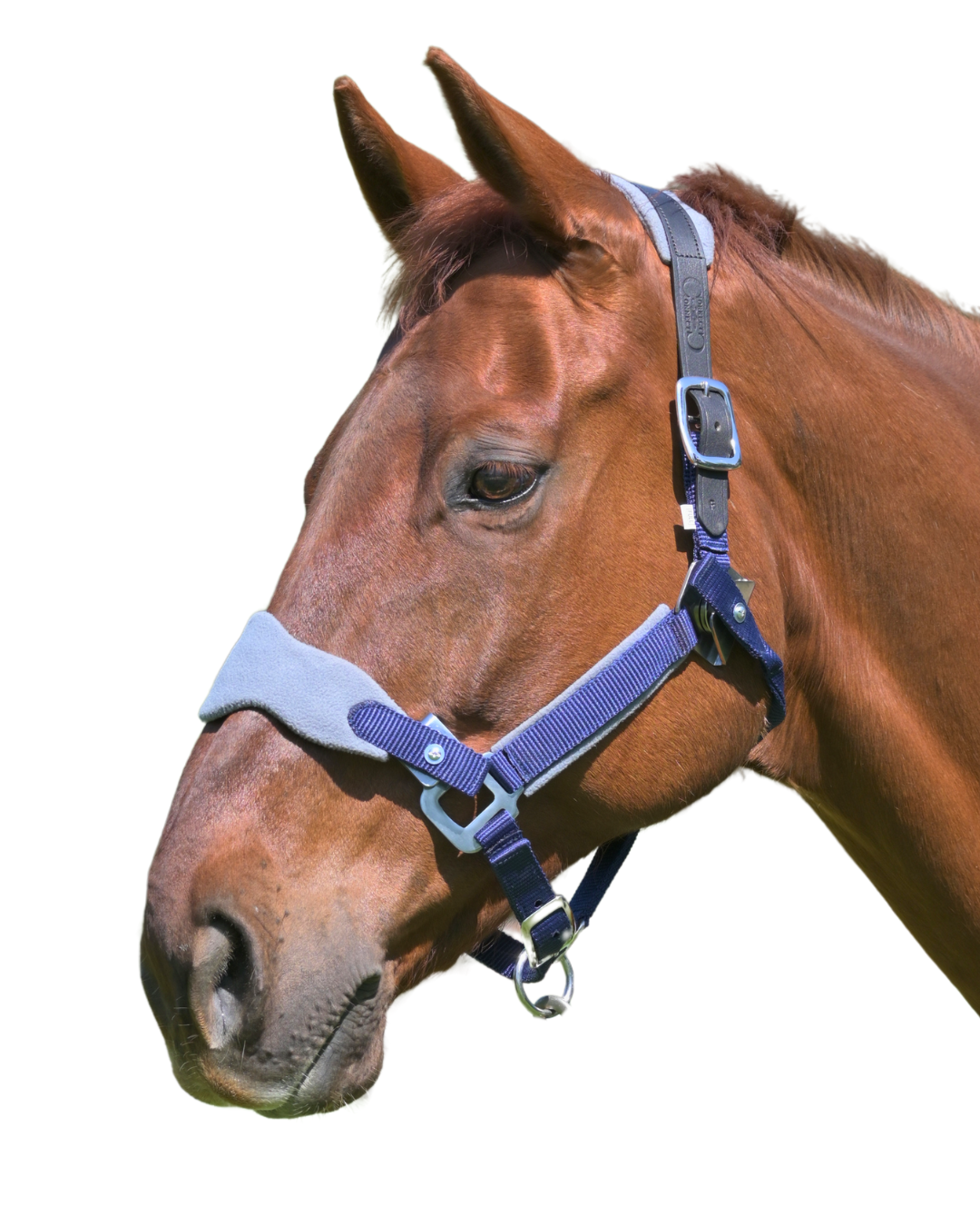 Magna Halter ™ in Blue with Fleece Nose and Fleece Crownpiece Leather Breakaway