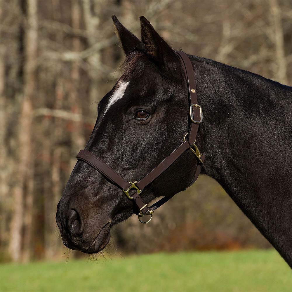 Henri de Rivel Pro Fancy Padded Rolled Throat Triple Stitched Halter