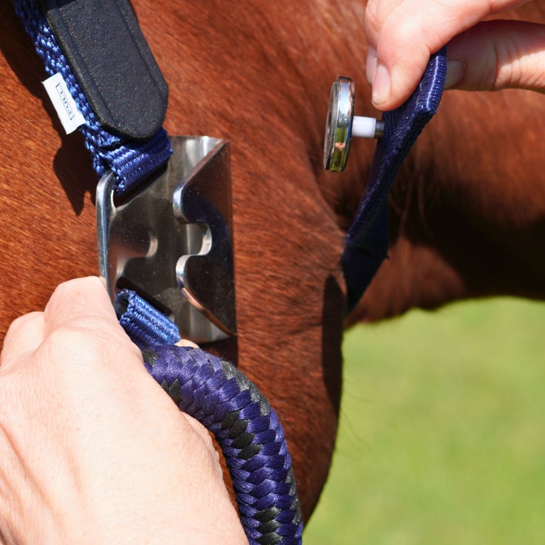 Magna Halter ™ in Blue with Leather Breakaway