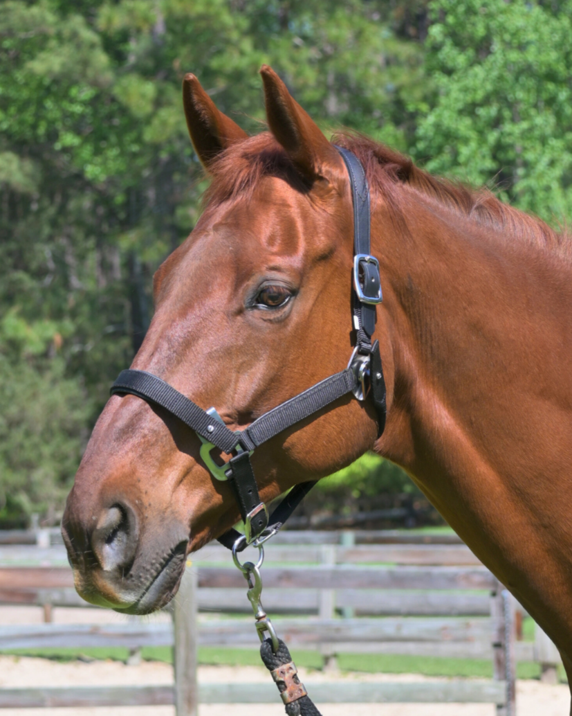 Magna Halter ™ in Black With Leather Breakaway