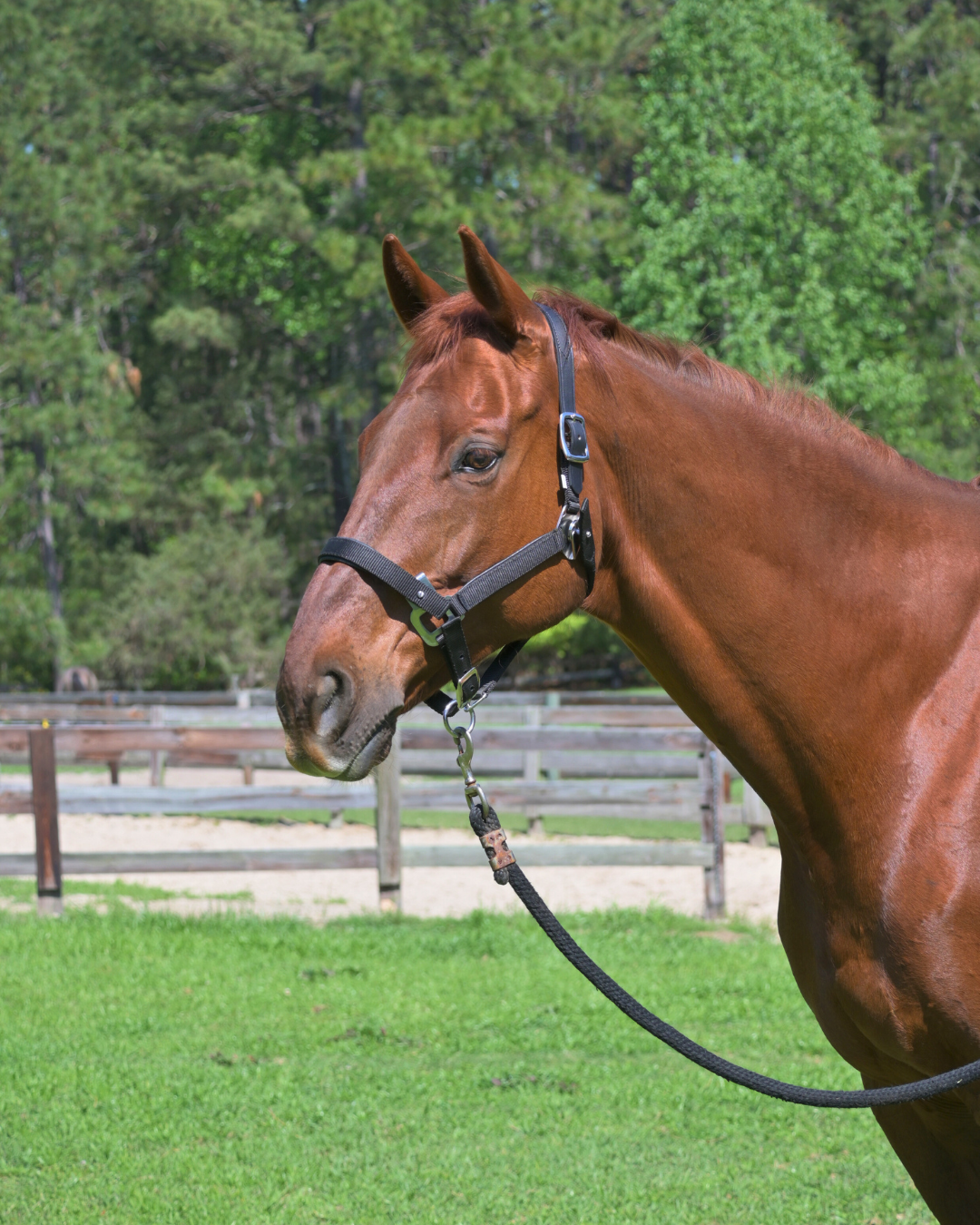 Magna Halter ™ in Black With Leather Breakaway