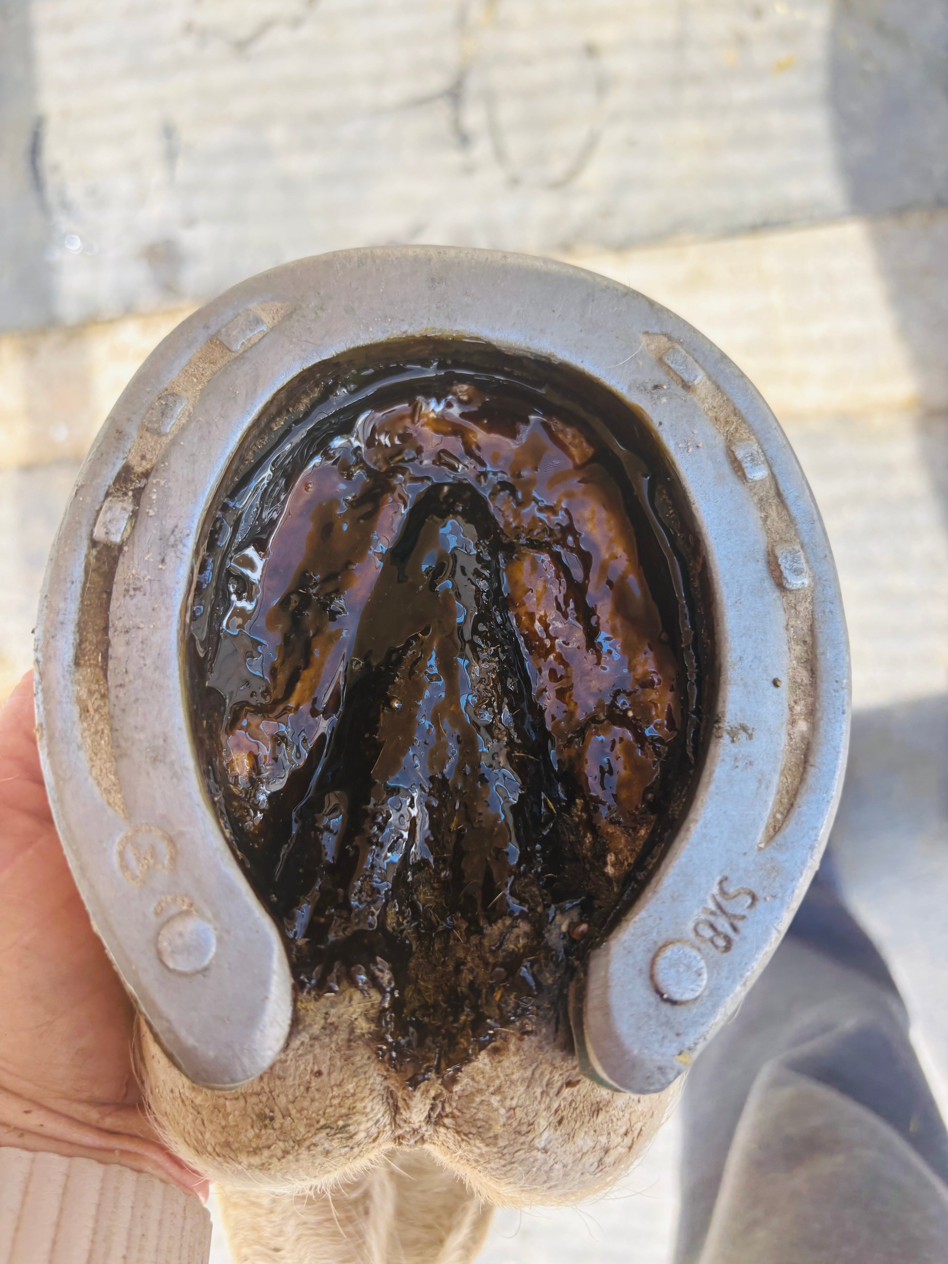 Horse Hoof PASTE & brush applicator 16 oz