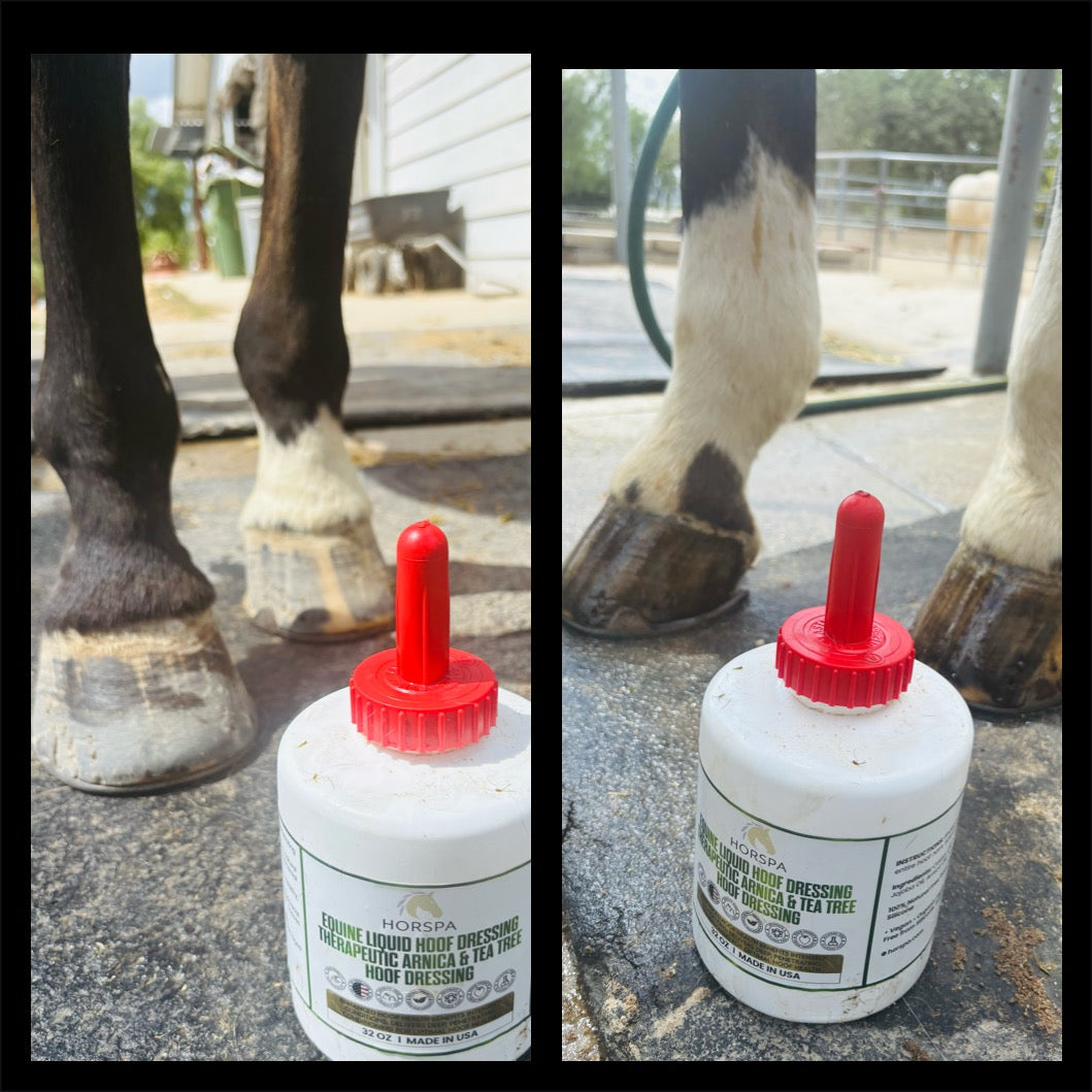 Equine Liquid Hoof Dressing  Arnica & Tea Tree  32 oz