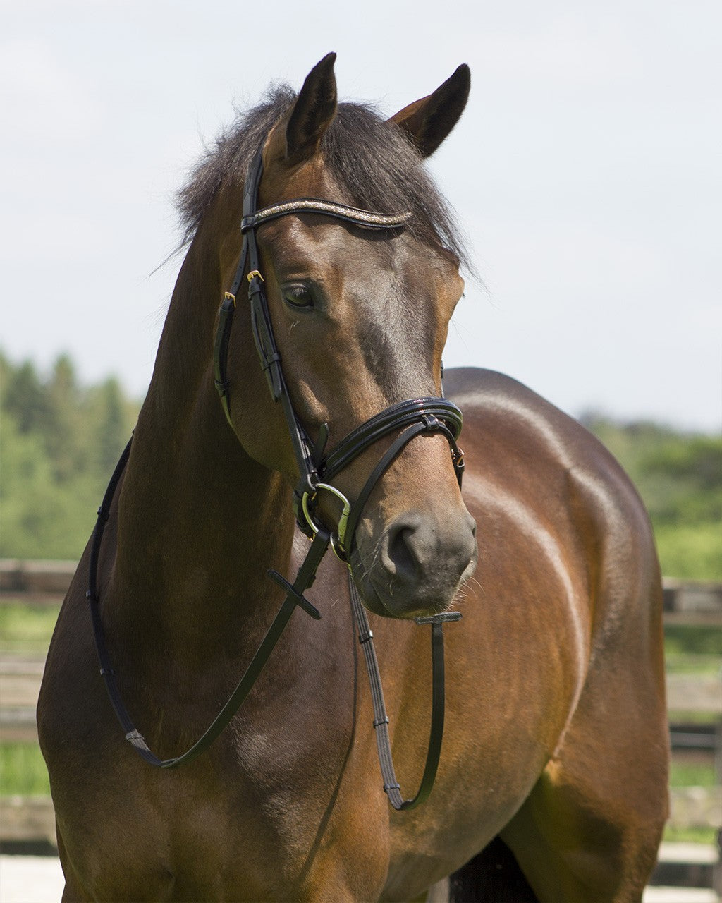 QHP Amor Bridle