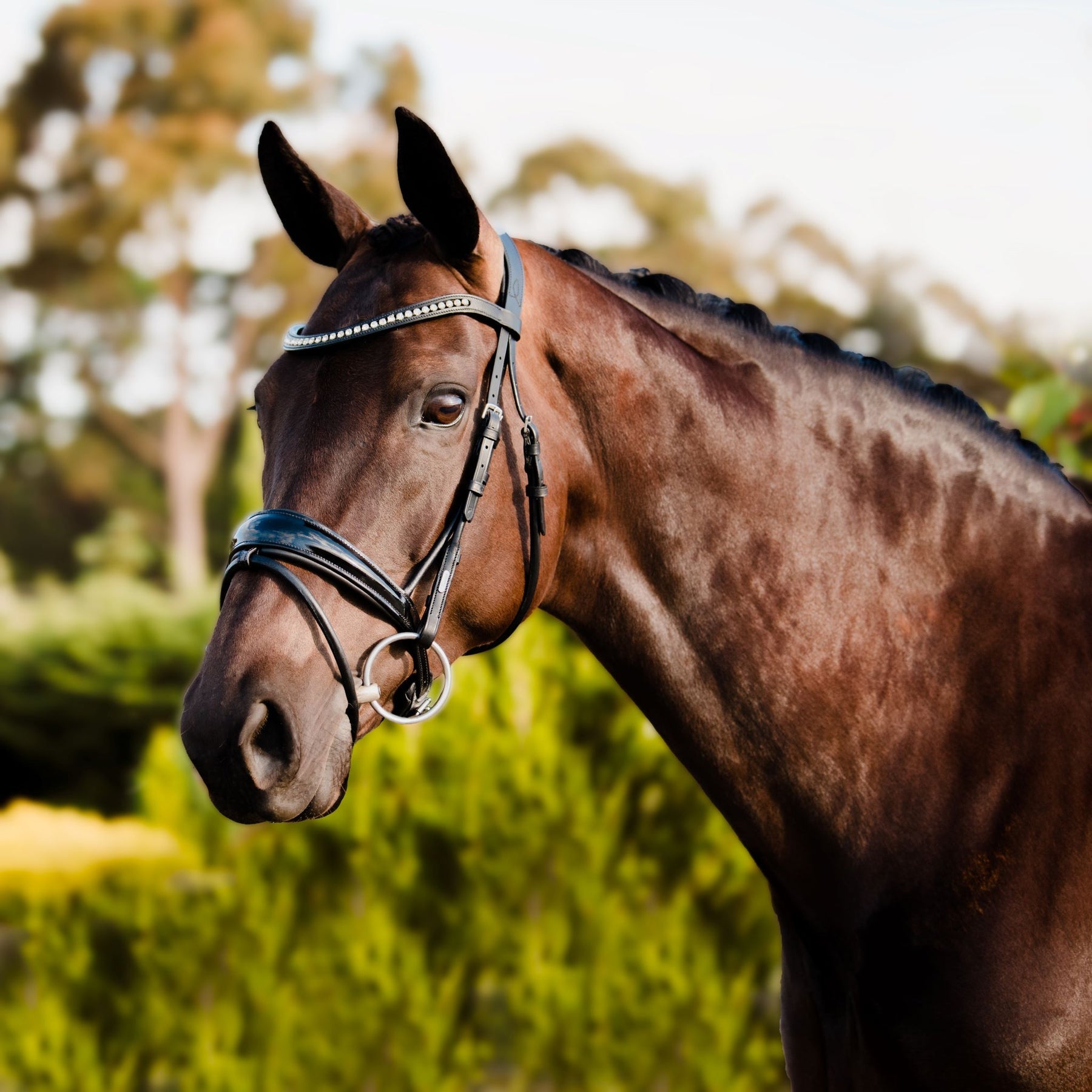 Lumiere Aurelie Cob Bridle with Flash