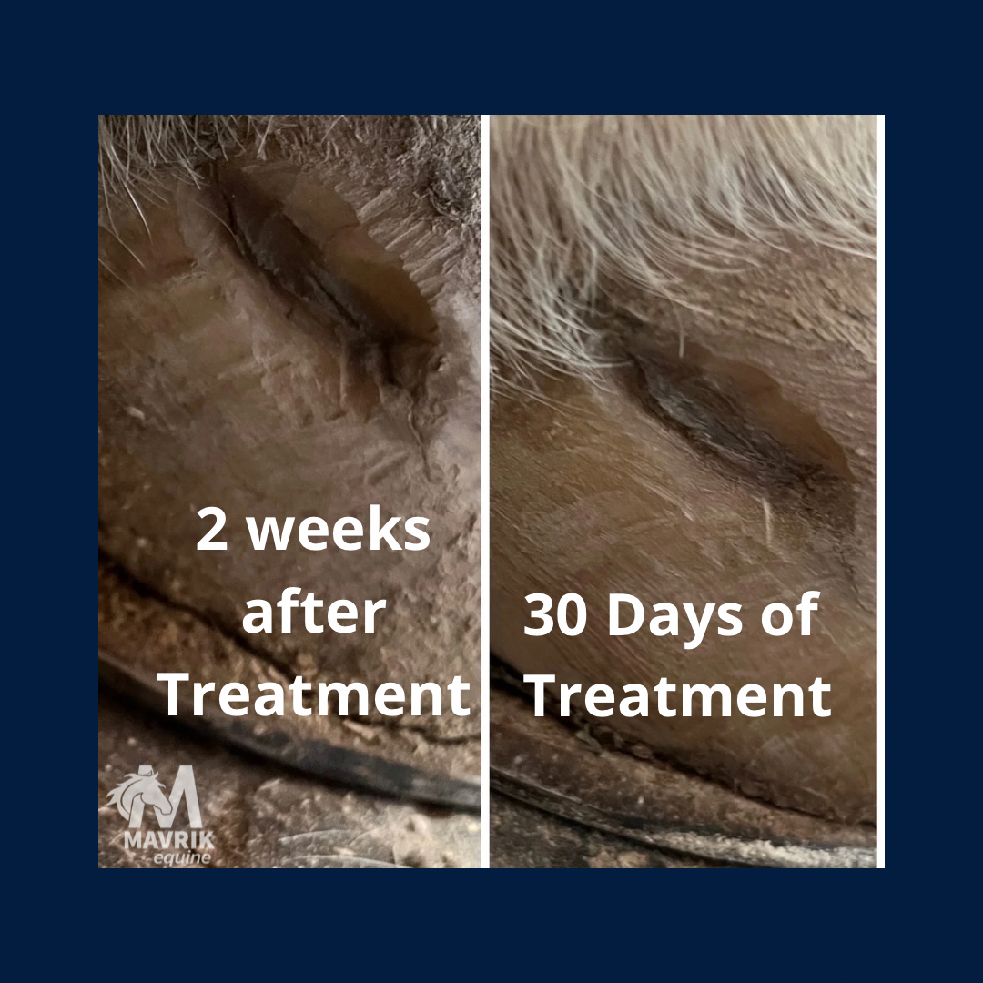 MAVRIK Hoof Oil | Kills Thrush Guaranteed