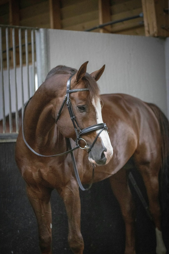 Penelope Daily Bridle