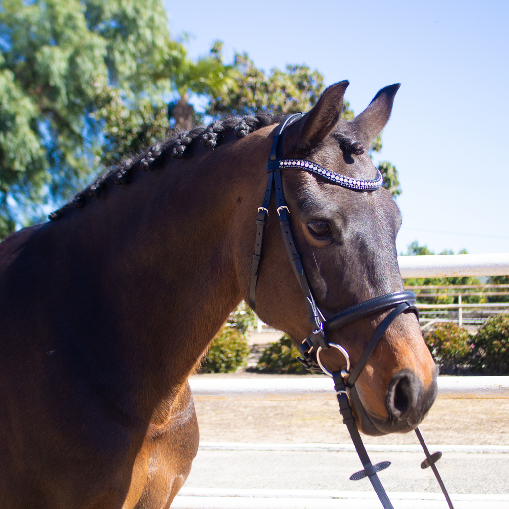 Dobert Classic Cob Bridle