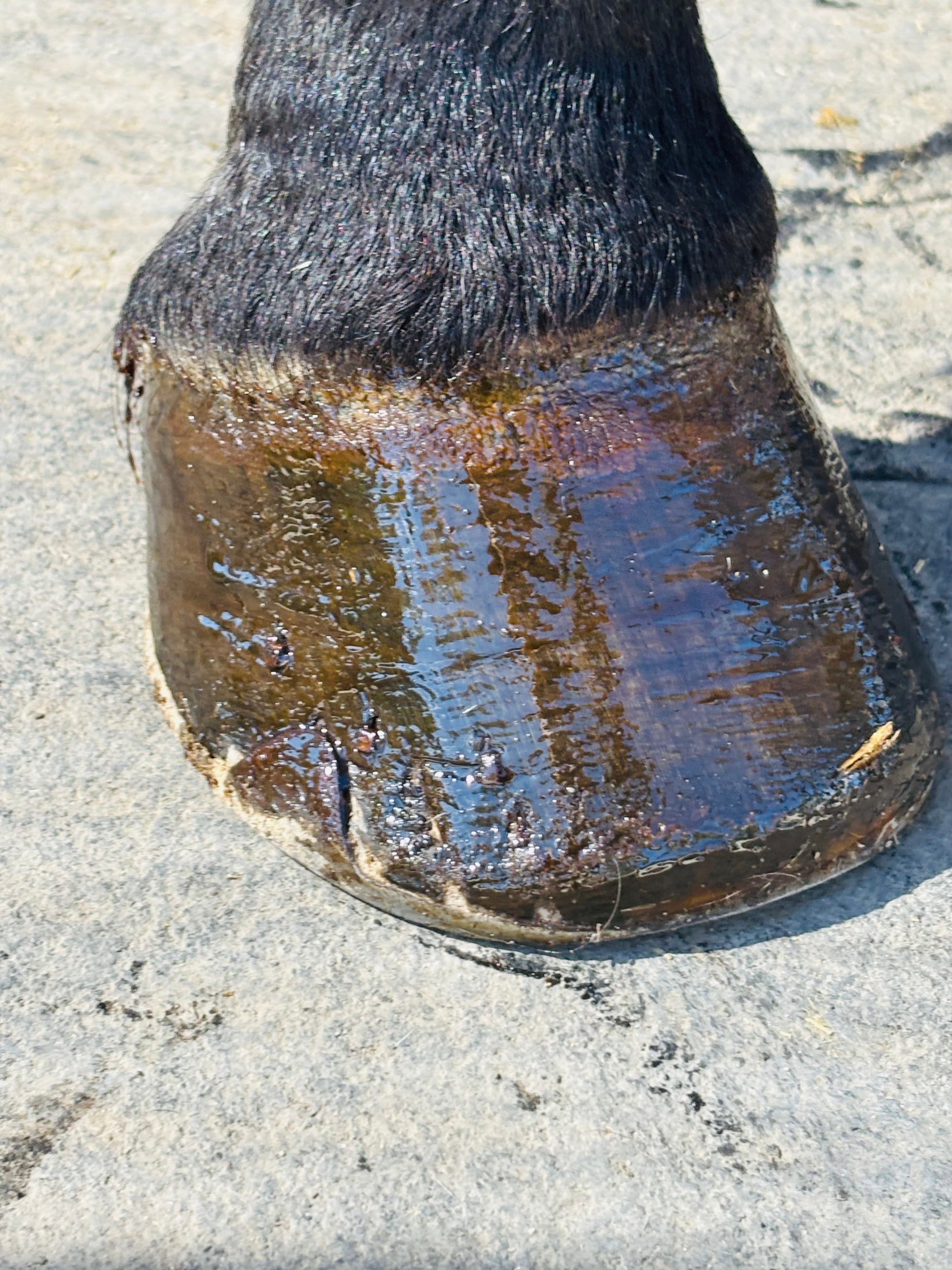 Horse Hoof PASTE & brush applicator 16 oz