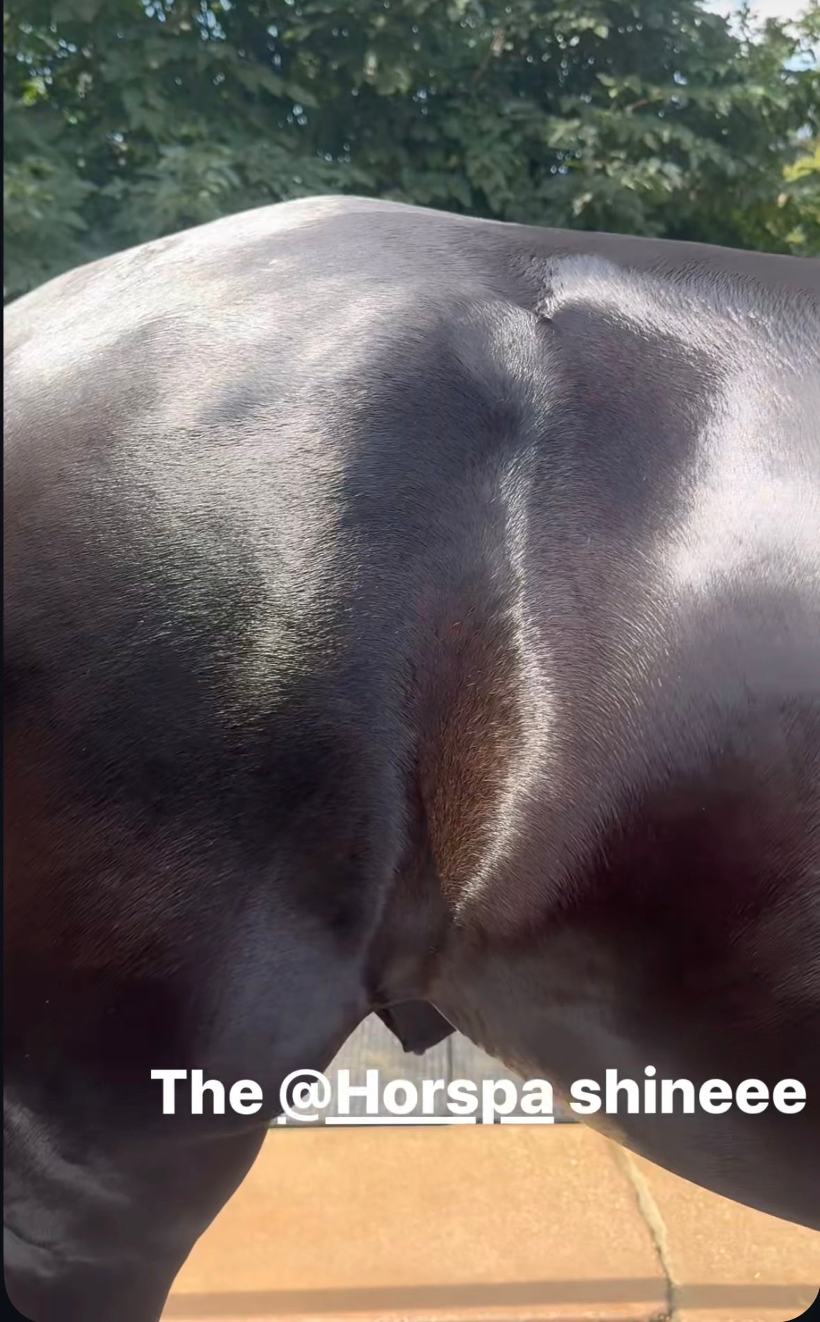 Combo Pure Morocco Argan Oil Shampoo 32oz plus Essential Oil Coat Conditioner Peach and Honey 16oz with Sponge applicator