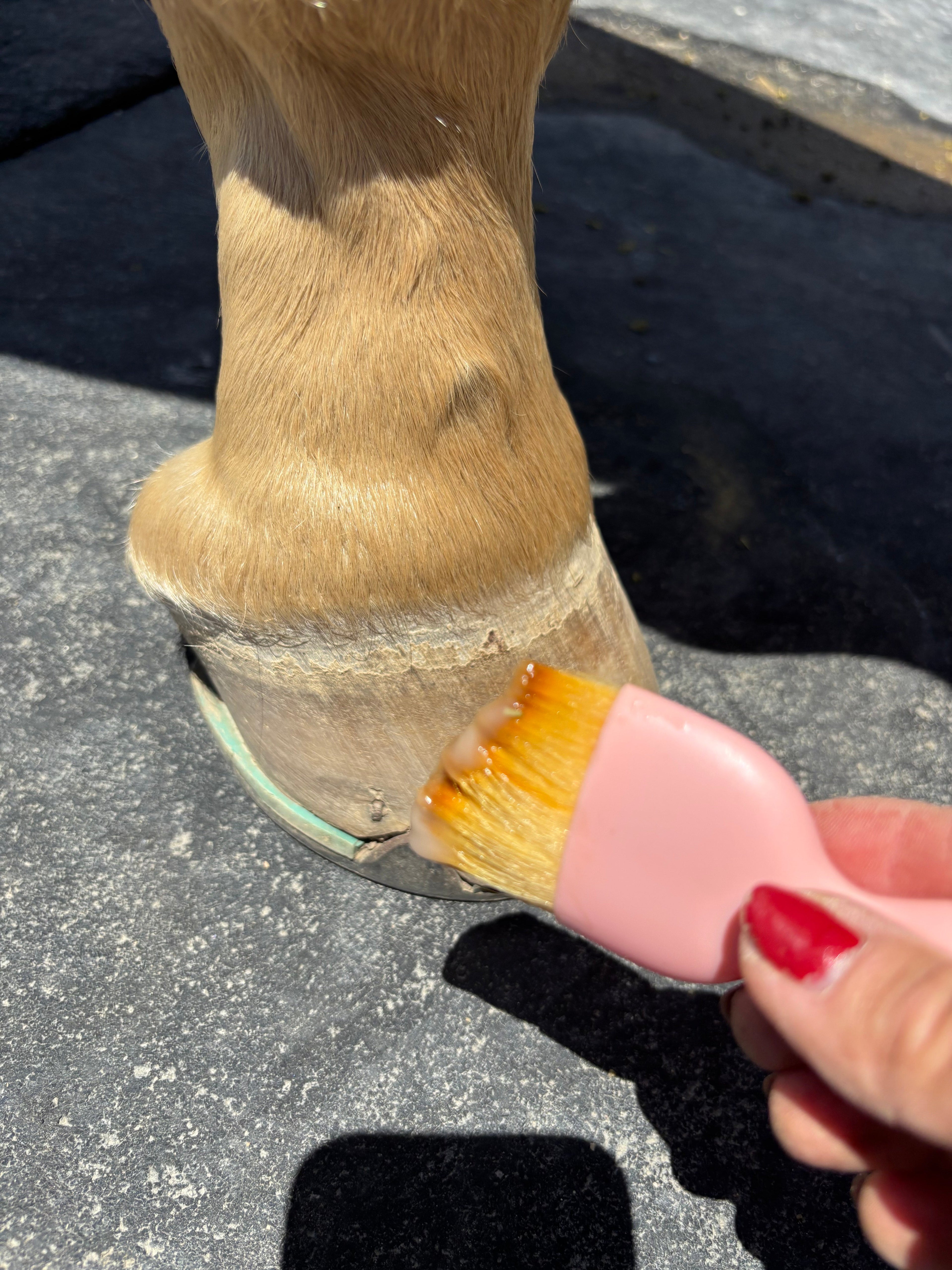 Hoof Balm Hydrator 100% Natural with Brush Applicator  5 oz