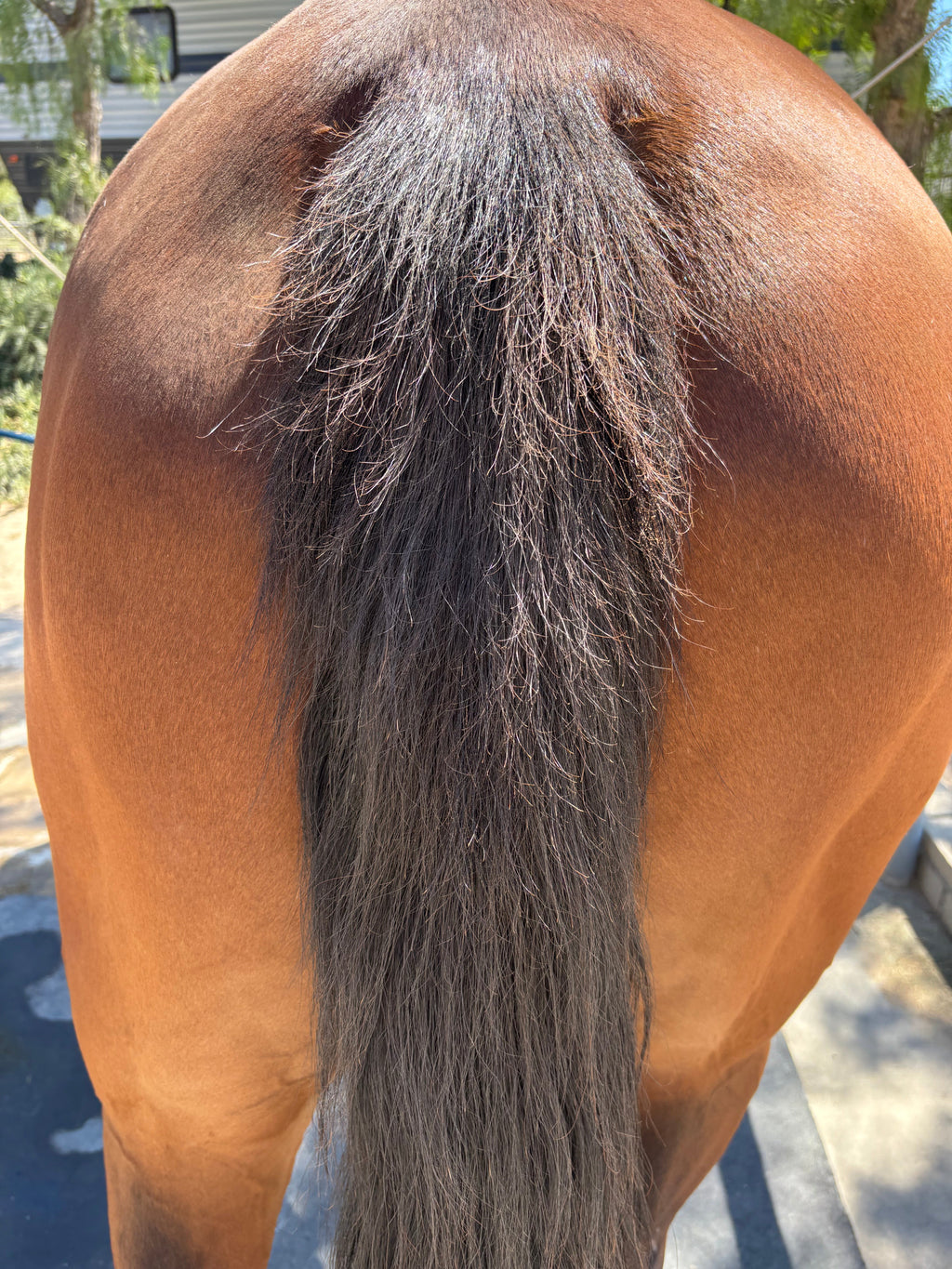 Mane & Tail Detangling Spray Calendula & Chamomile - The Ultimate