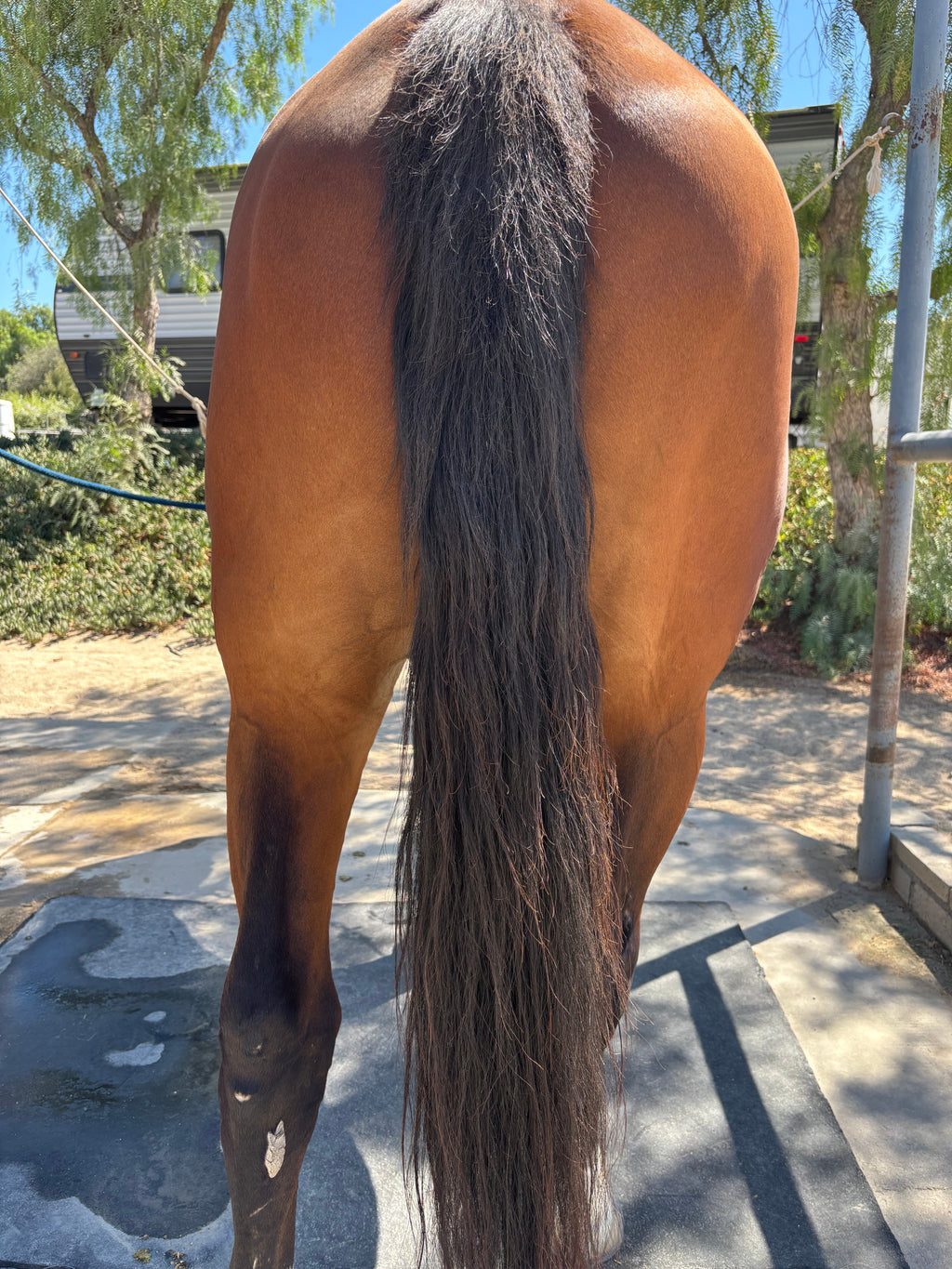 Mane & Tail Detangling Spray Calendula & Chamomile - The Ultimate