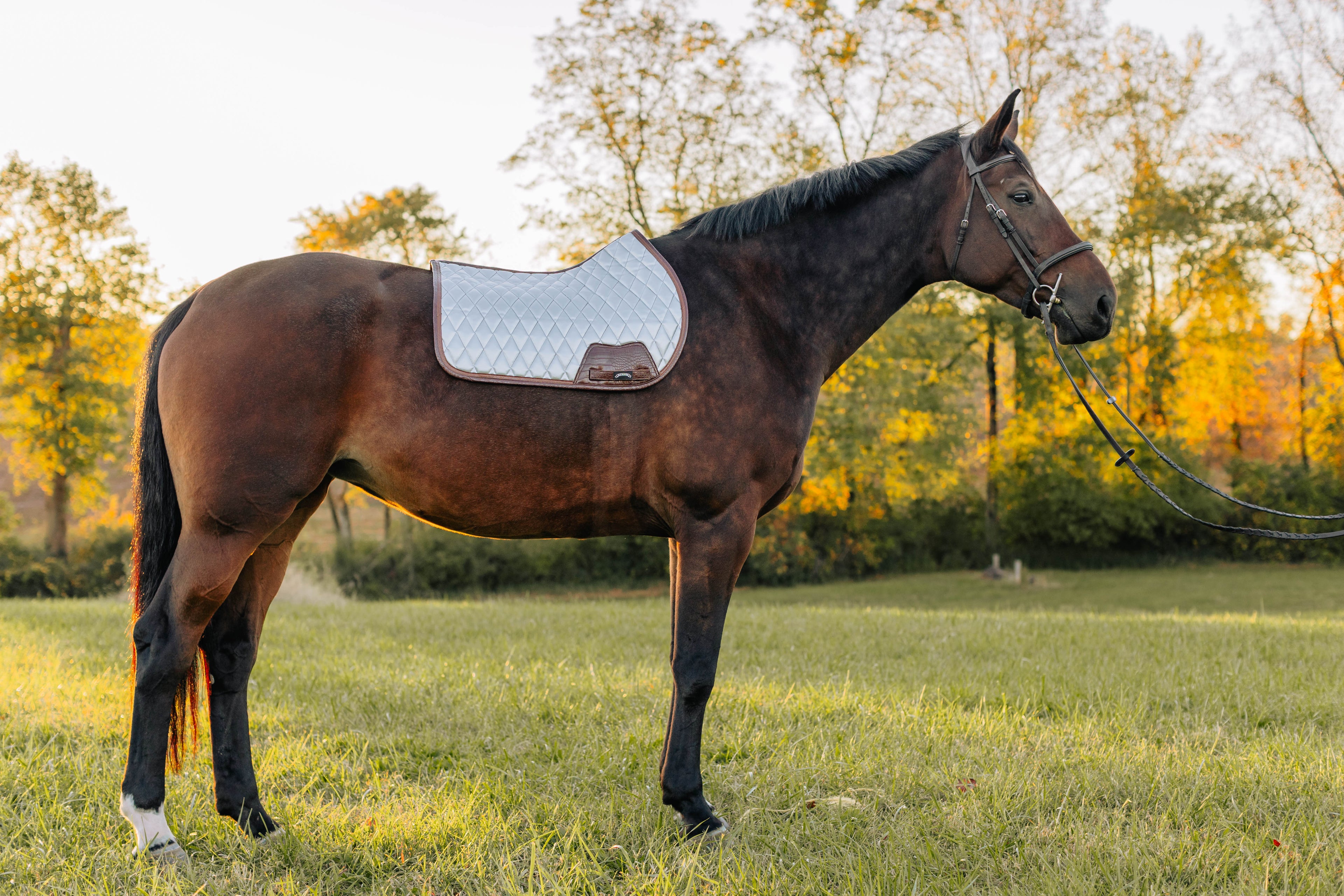Jump Saddle Pad | Chrome