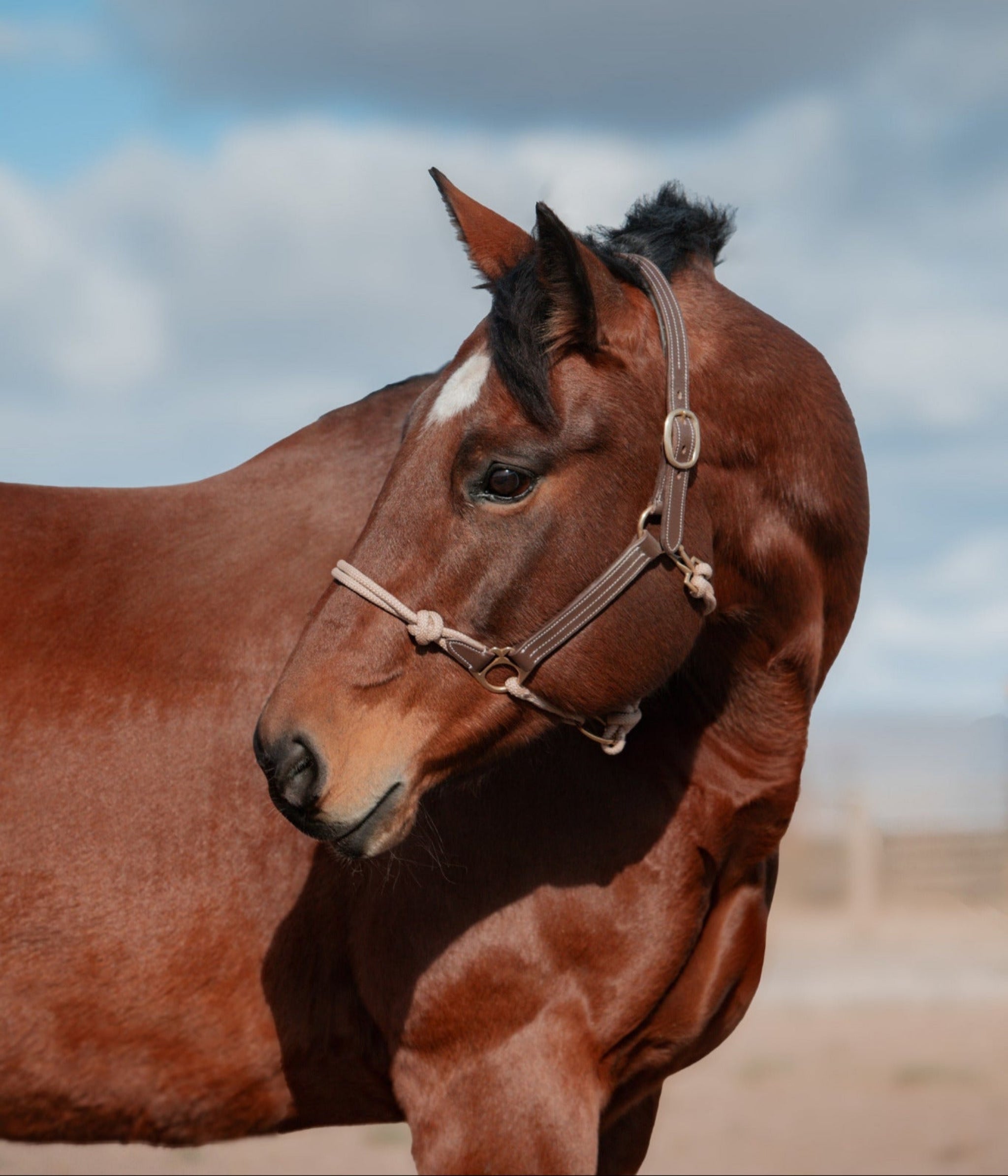 The Phoenix Classic Fusion Halter