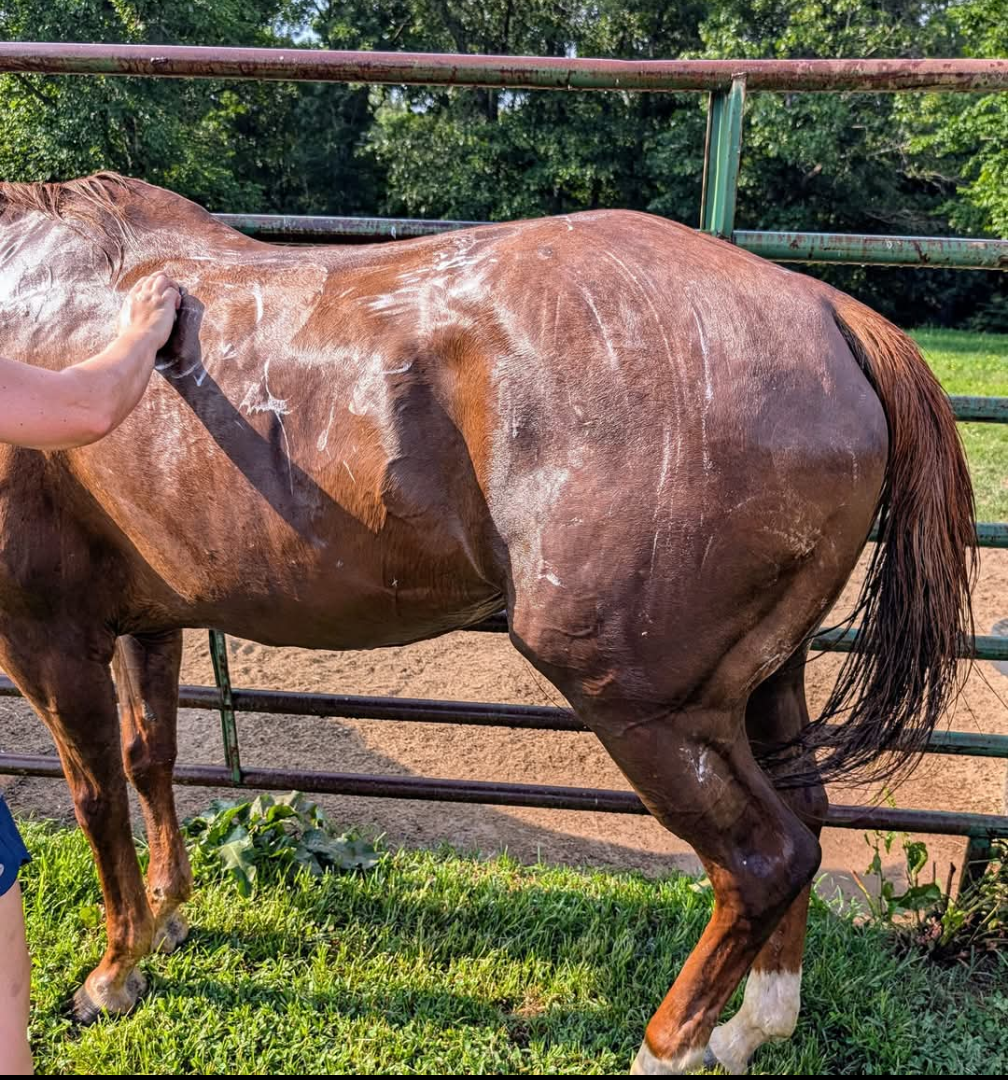 Shoo Fly Citronella Soap for Horses & Humans – Goat’s Milk, Insect Repellent, Wash Mitt Included